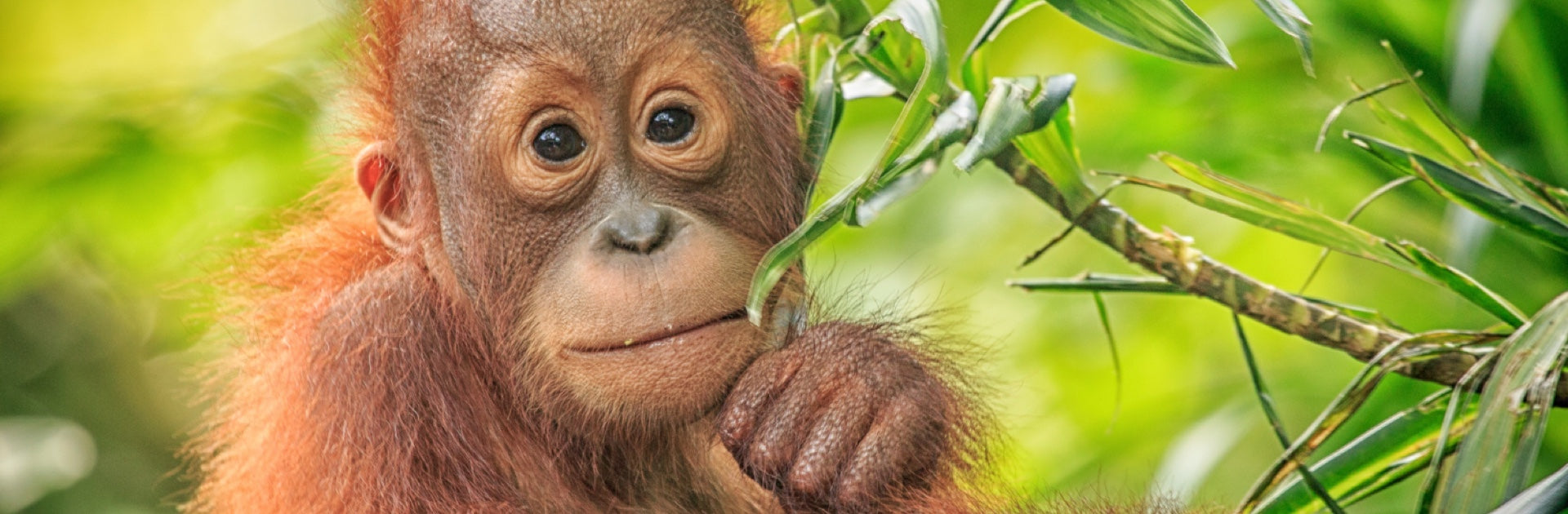 files-evre-home-section-monkey-image-jpg files-evre-home-section-monkey-image-jpg